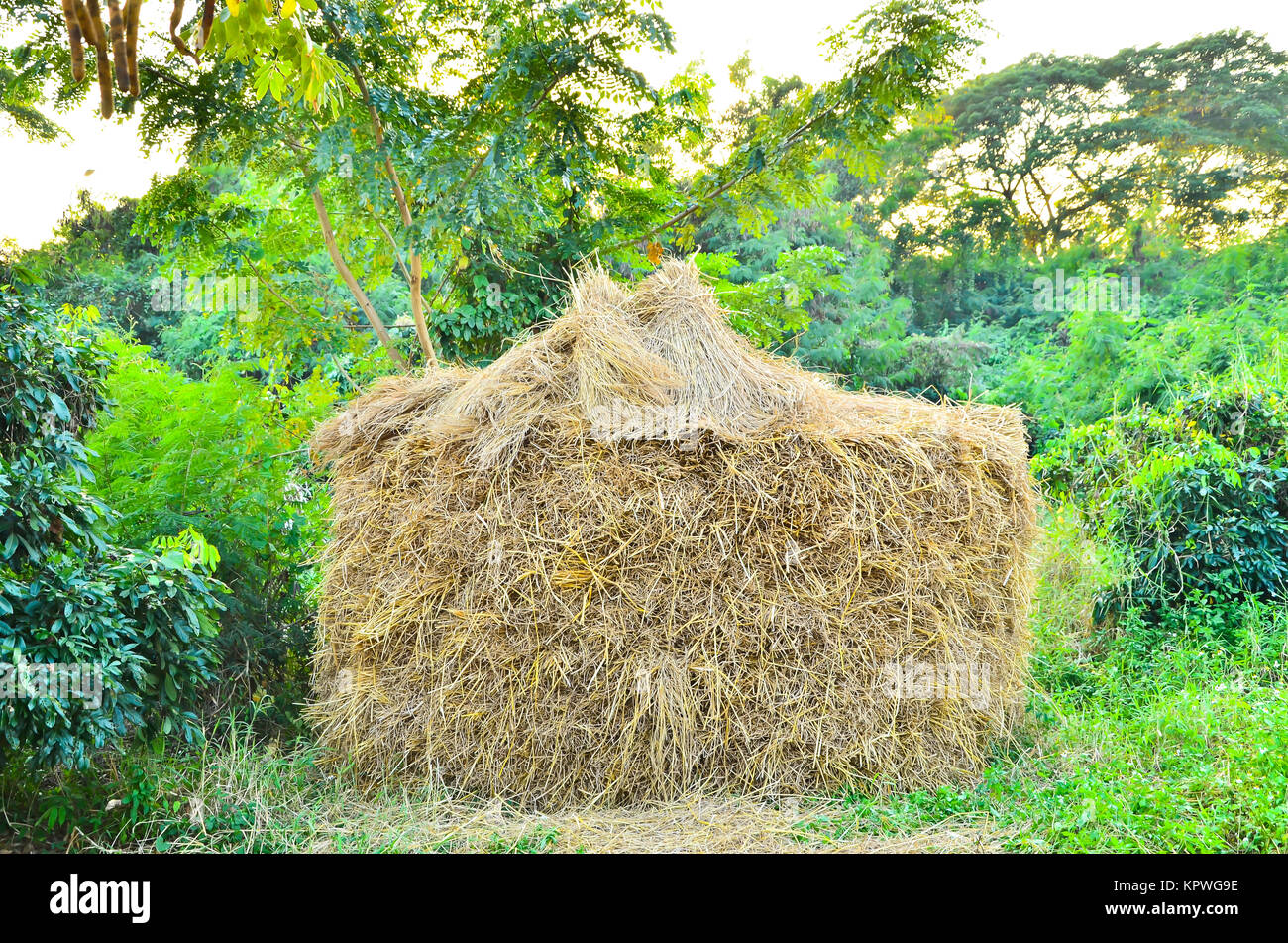 rice straw stored at the garden Stock Photo Alamy