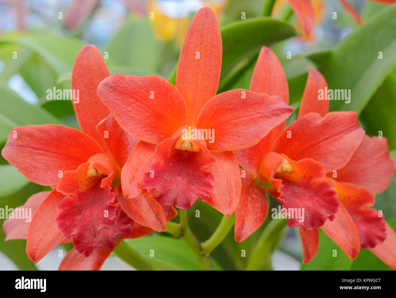 Cattleya orchid  flower Stock Photo