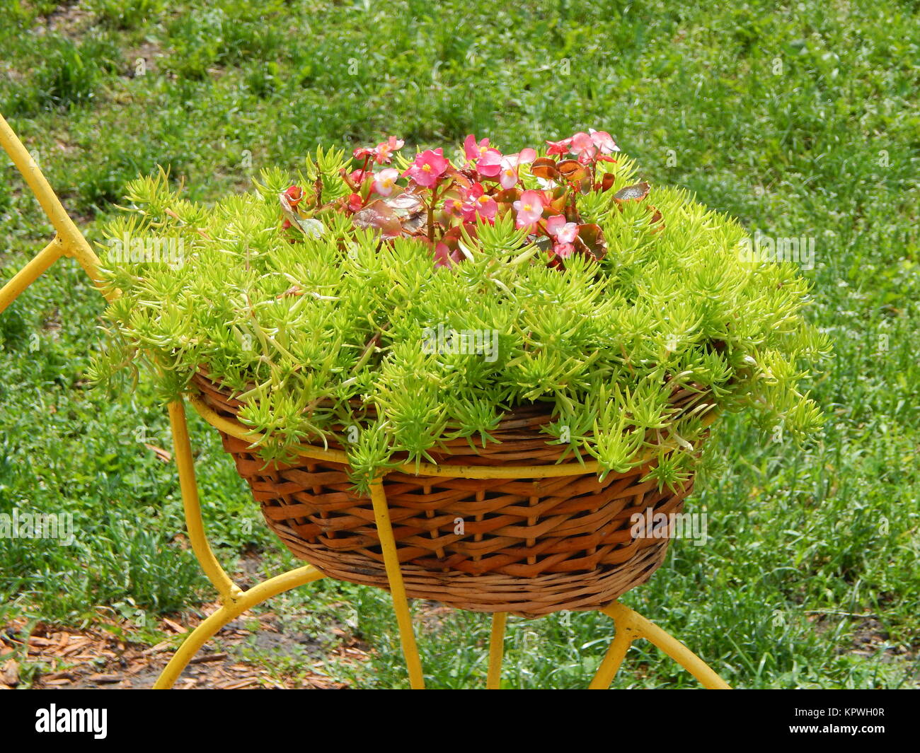 basket with flowers in a botanical garden Stock Photo - Alamy
