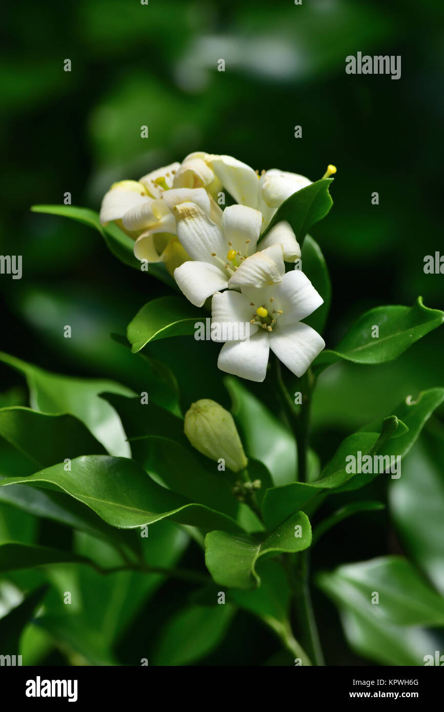 Orange Weed High Resolution Stock Photography and Images Alamy