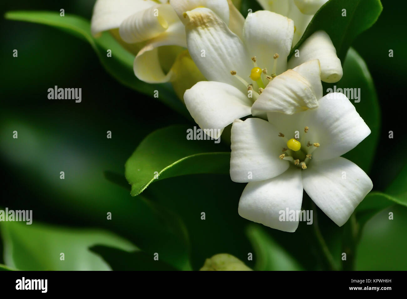 Orange Jasmine High Resolution Stock Photography and Images Alamy