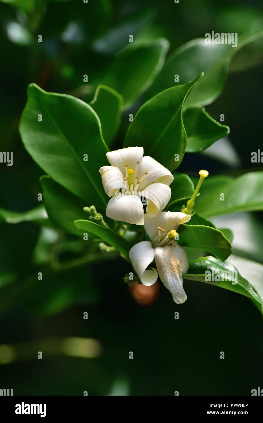 Orange Weed High Resolution Stock Photography and Images Alamy