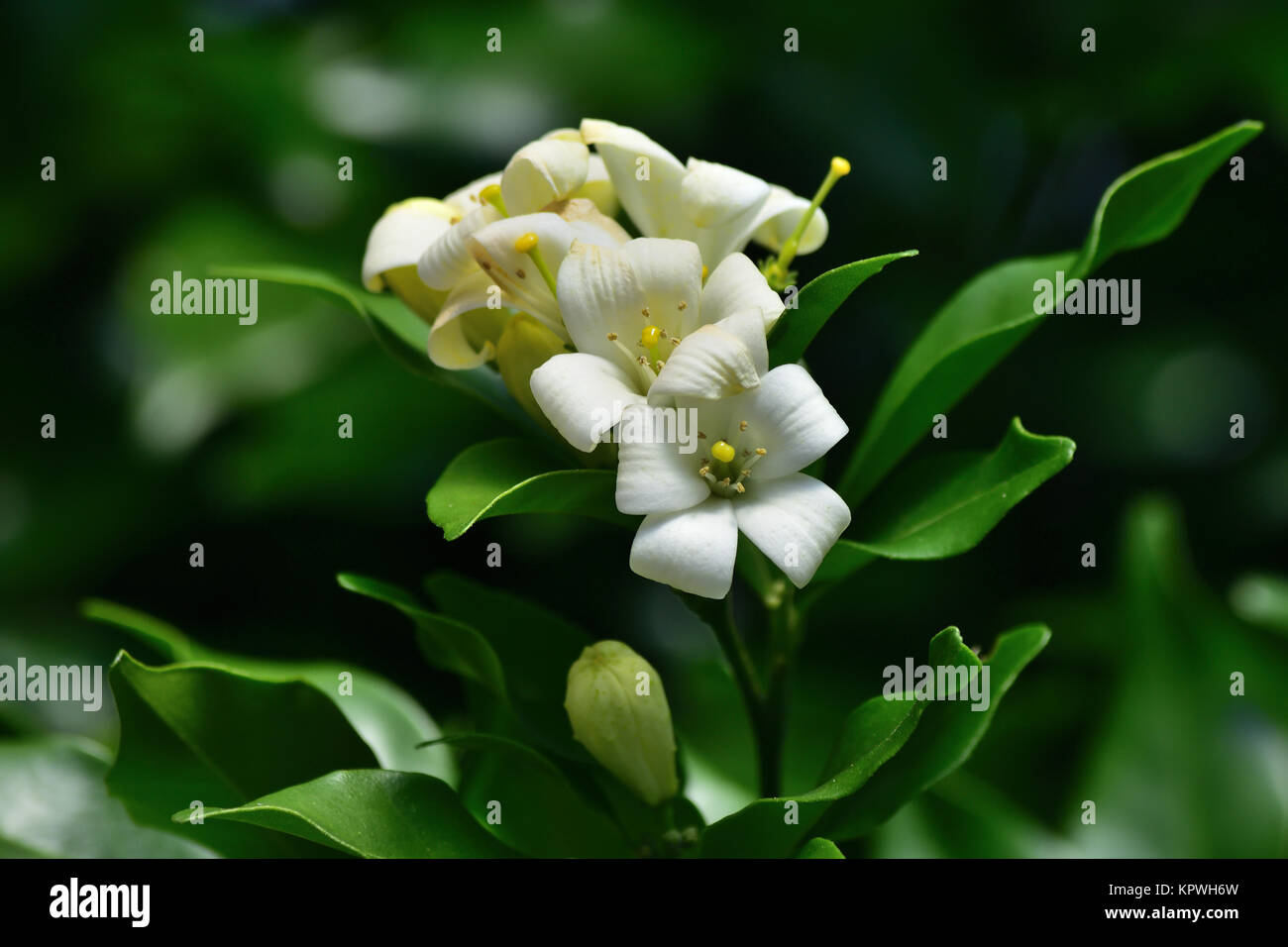 Orange Weed High Resolution Stock Photography and Images Alamy