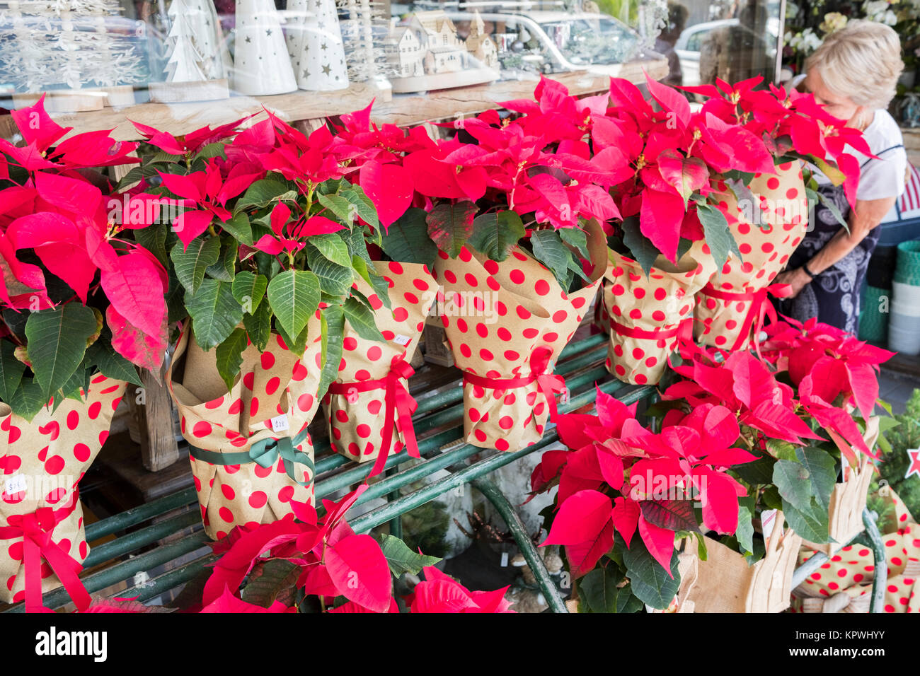 Red Christmas Poinsettia plants in pots for sale at a Sydney florist
