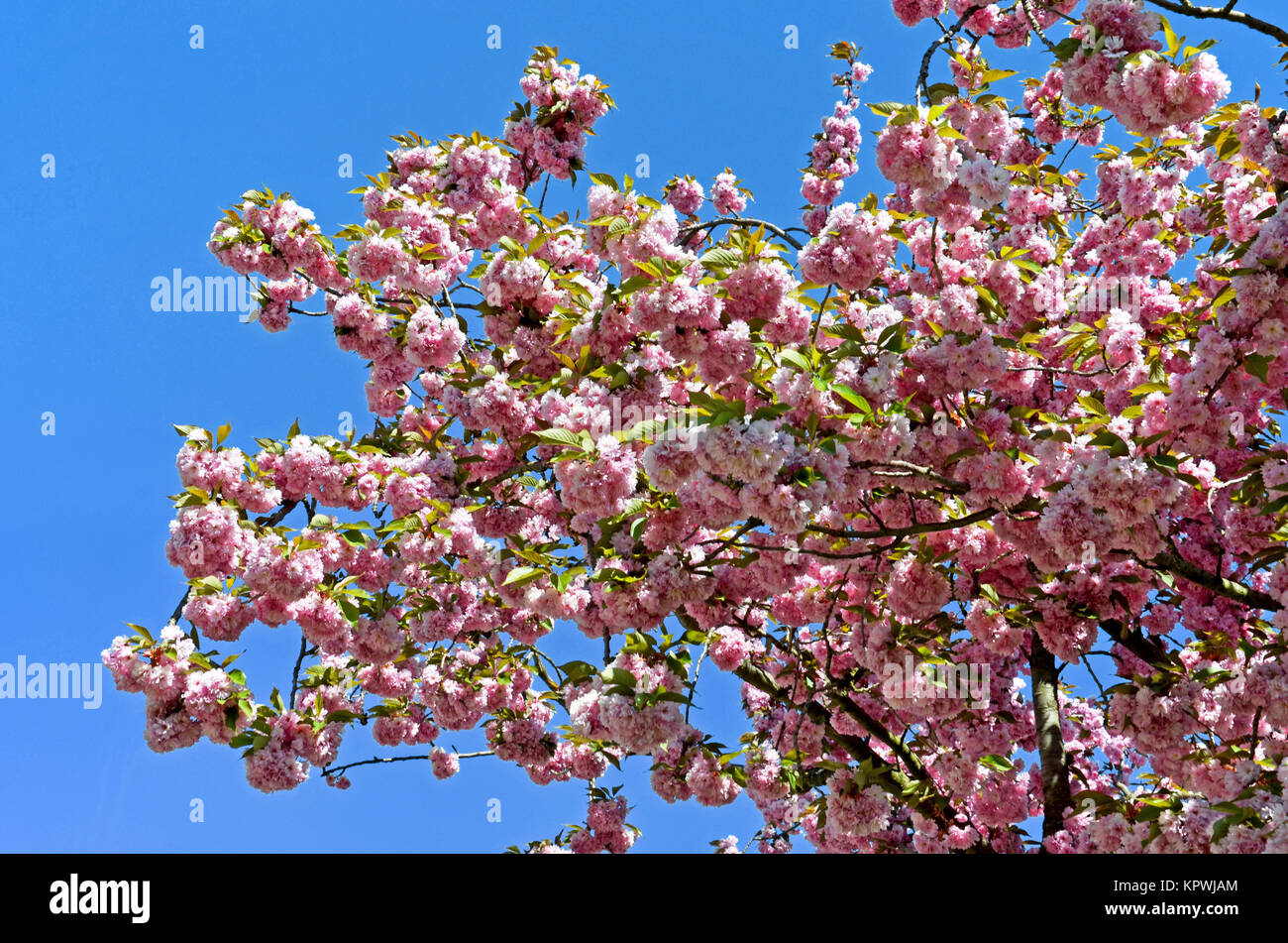 Japanese flower cherry Stock Photo Alamy