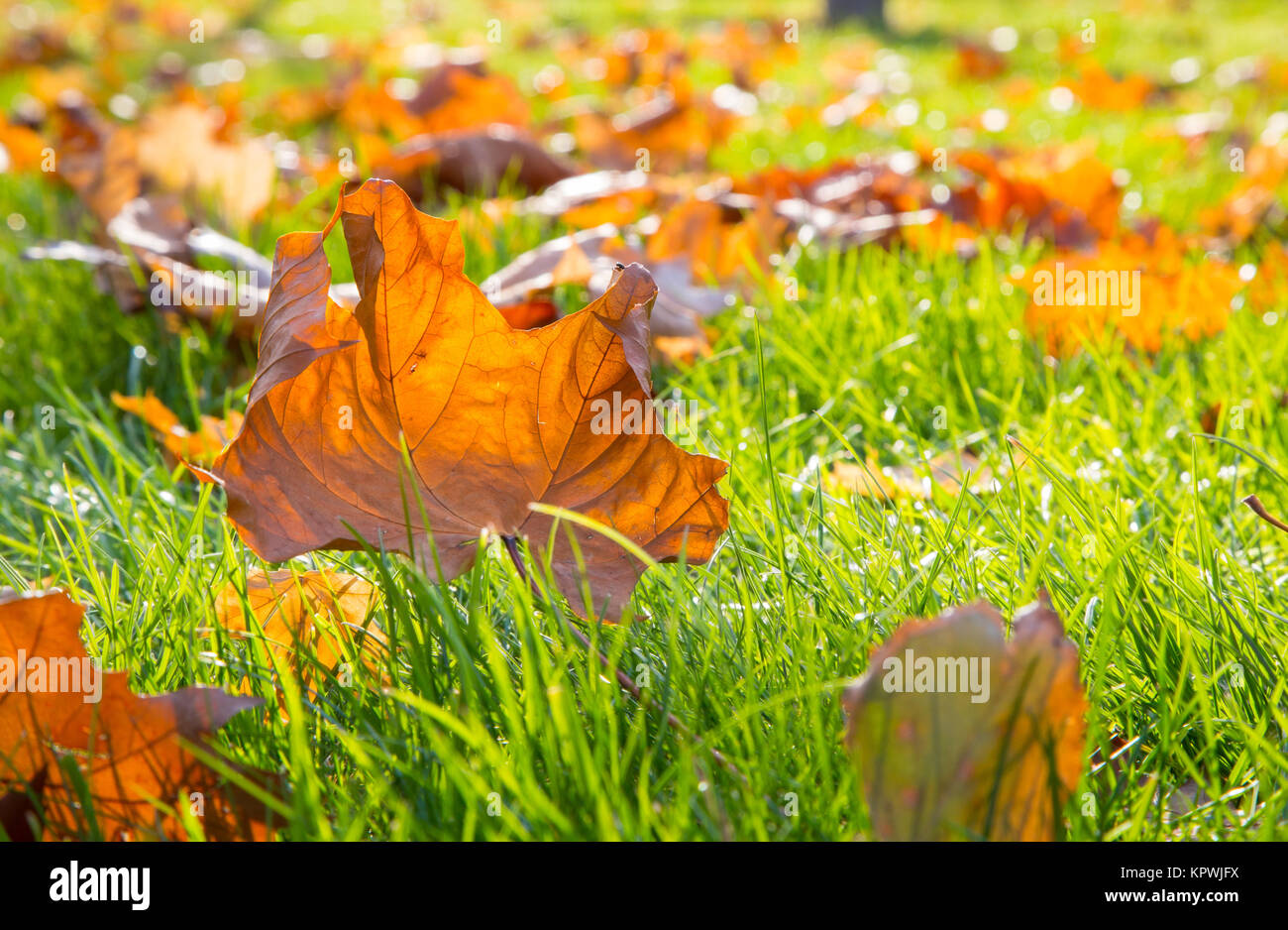 Green grass macro sun shines hi-res stock photography and images - Alamy