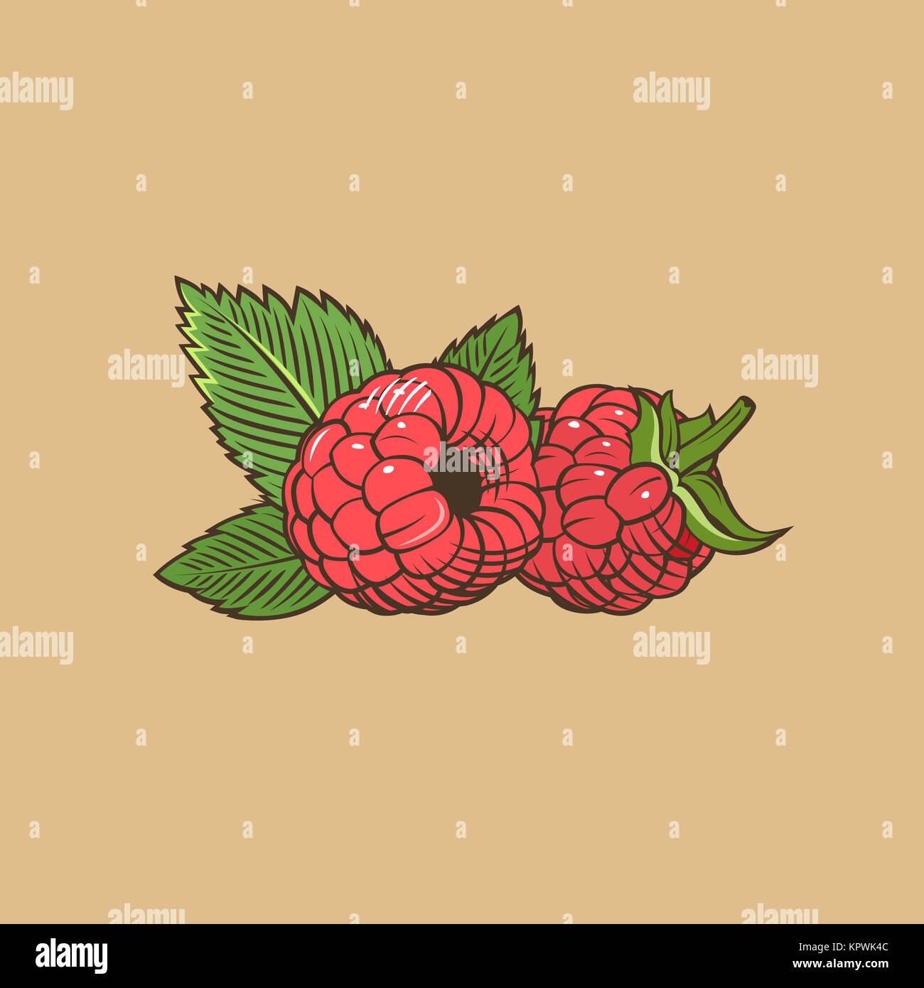 Raspberry in vintage style. Colored vector illustration Stock Photo - Alamy