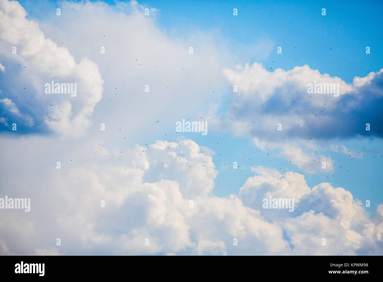 flock of birds with clouds and blue sky Stock Photo - Alamy