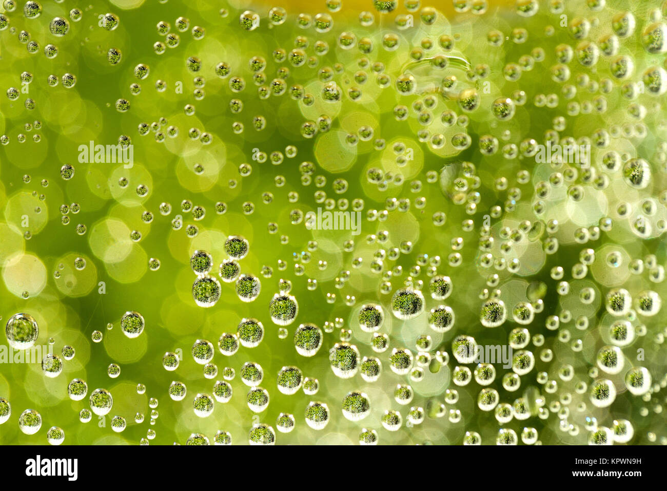 green abstract background with water drops Stock Photo - Alamy