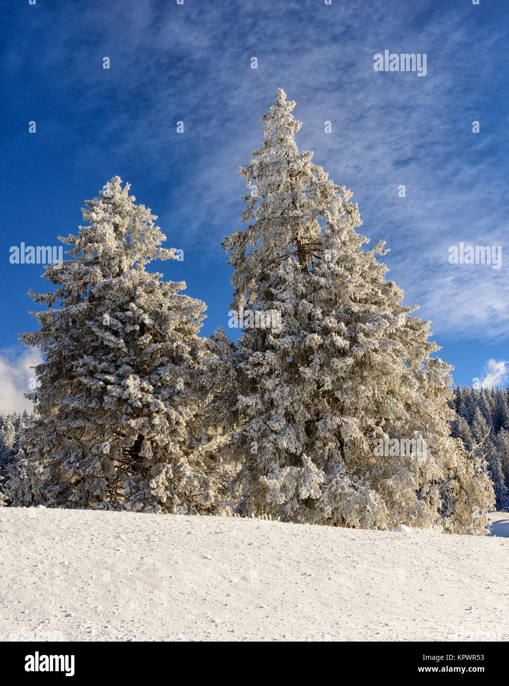 snowy pine trees with blue sky Stock Photo - Alamy