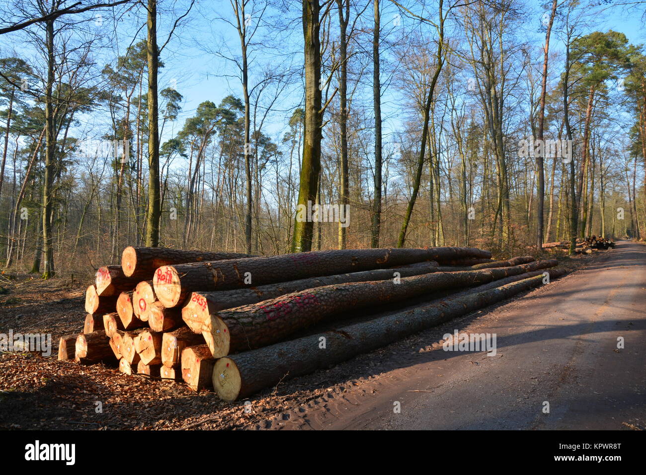 felled pines in the bienwald near jockgrim Stock Photo