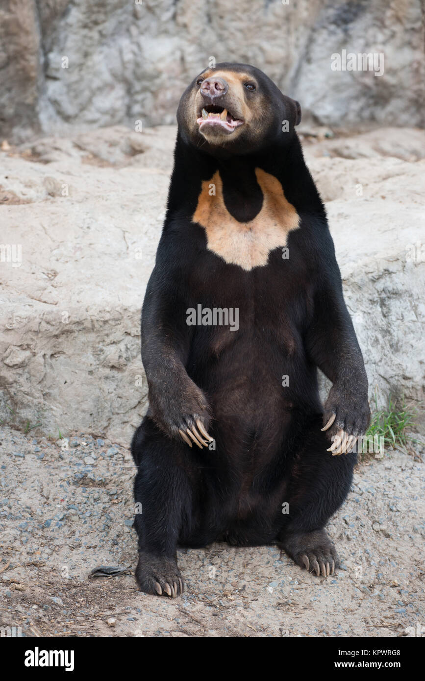 malayan sun bear Stock Photo - Alamy