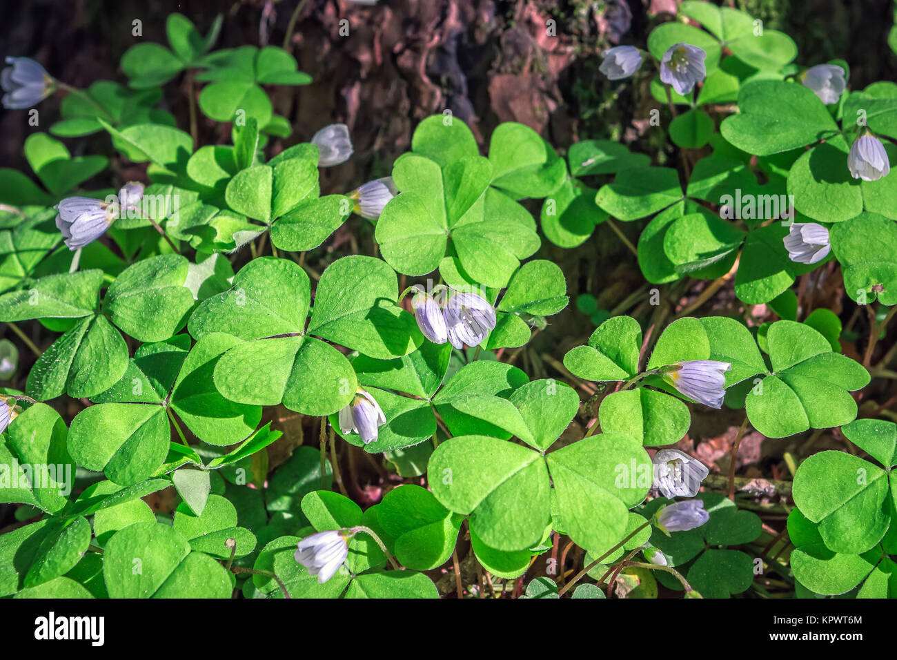Oxalis flowers during flowering in the forest Stock Photo Alamy