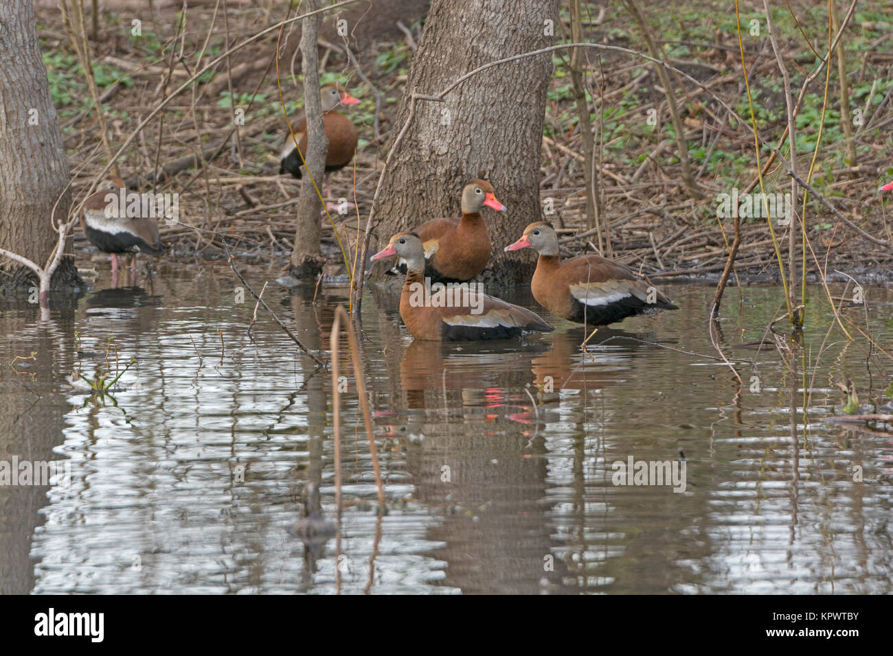 Black-bellied Whistling Ducks in the Forest Stock Photo