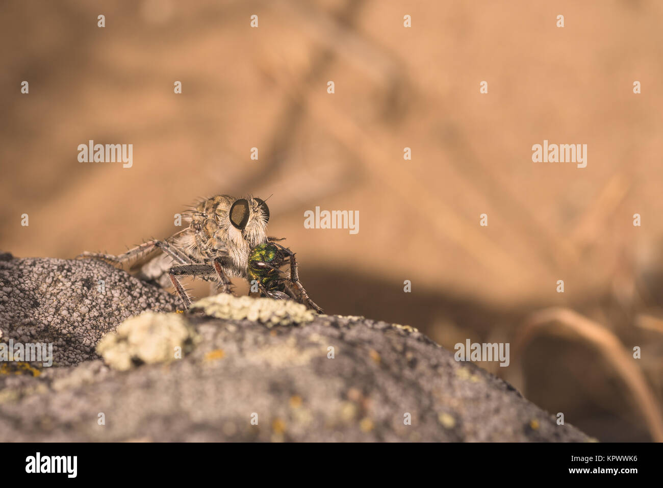 Robber Fly Eating its Prey Stock Photo