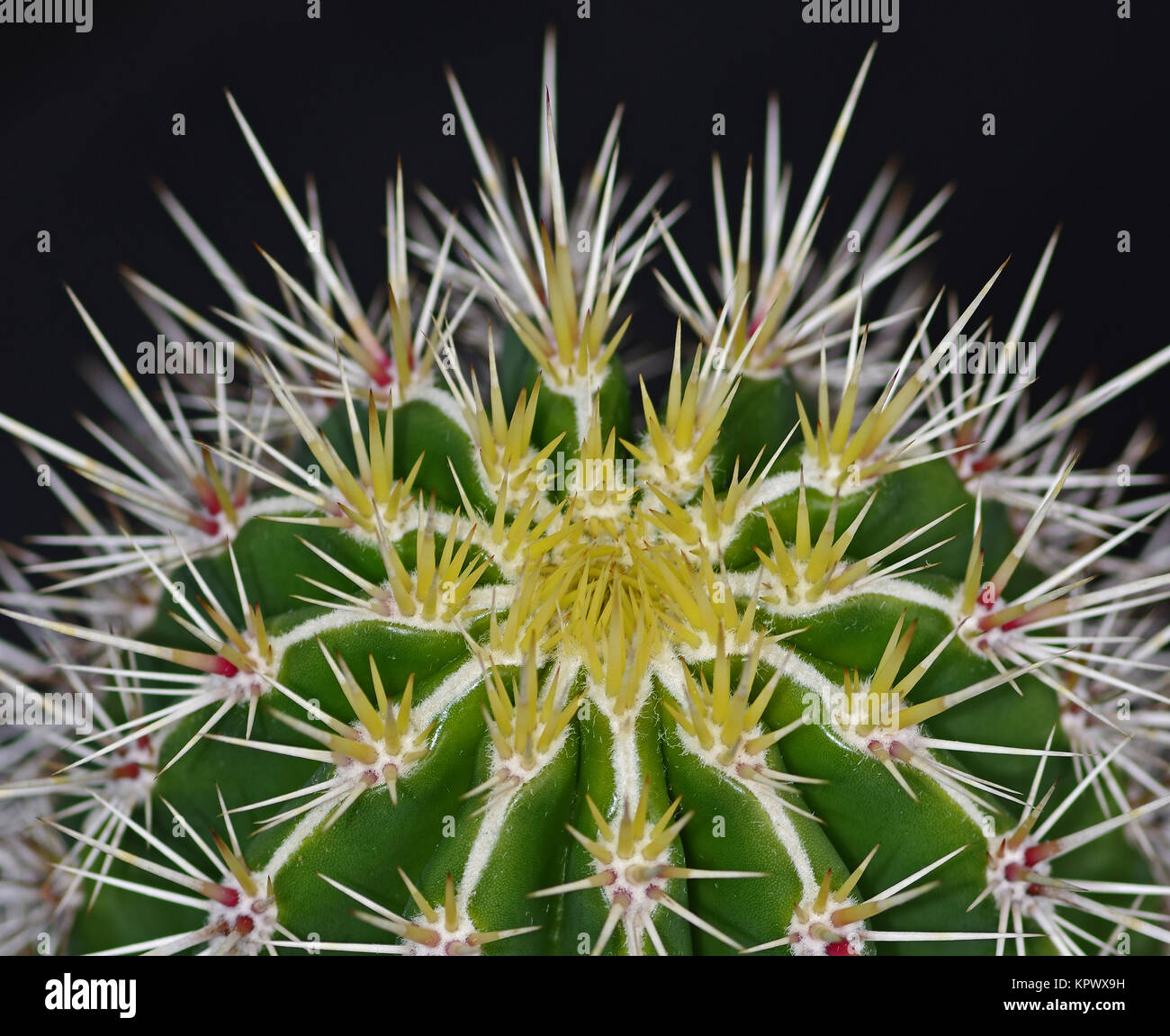 detail of a cactus Stock Photo - Alamy