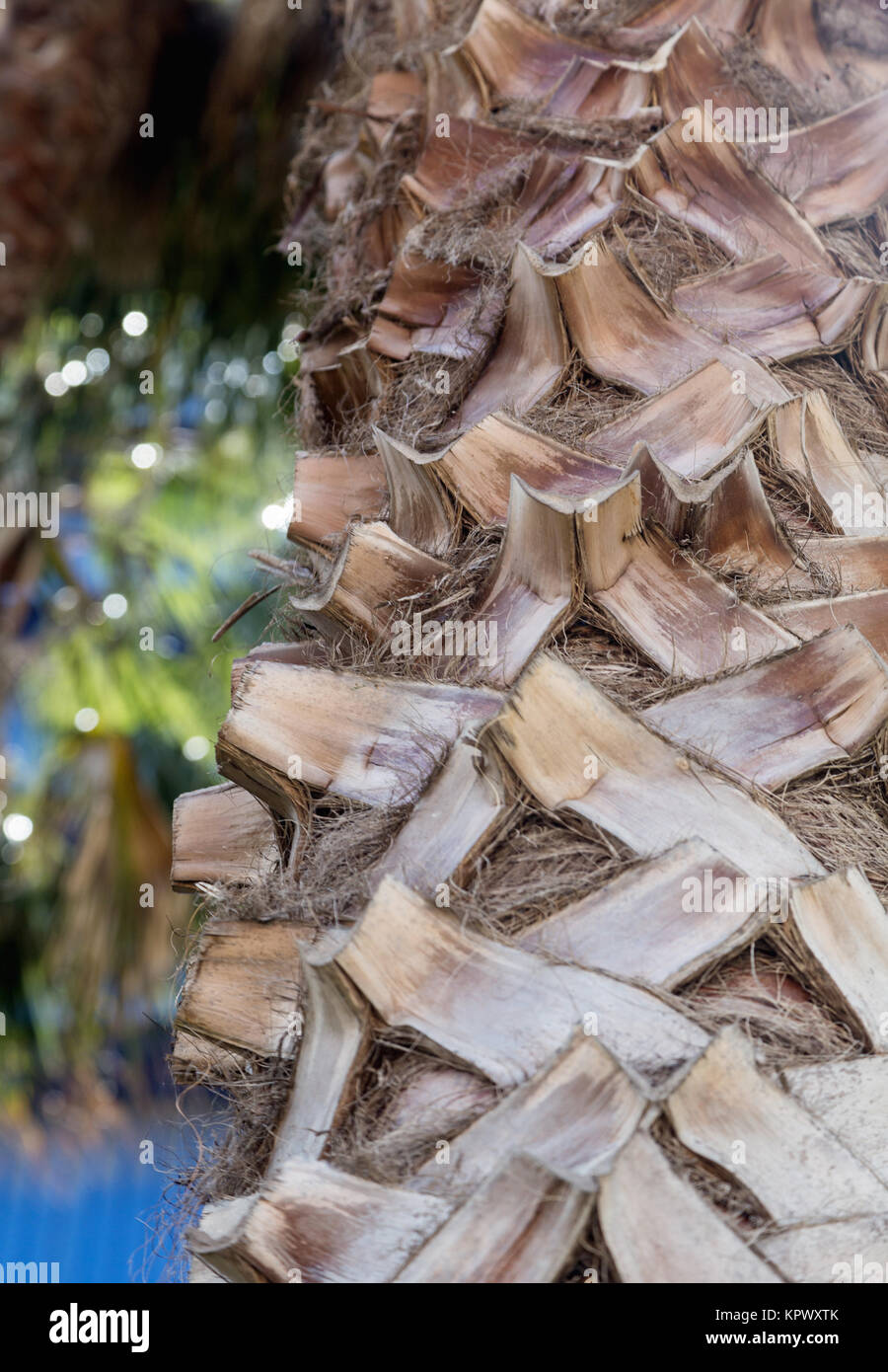 closeup of palm tree with detailed structure Stock Photo - Alamy