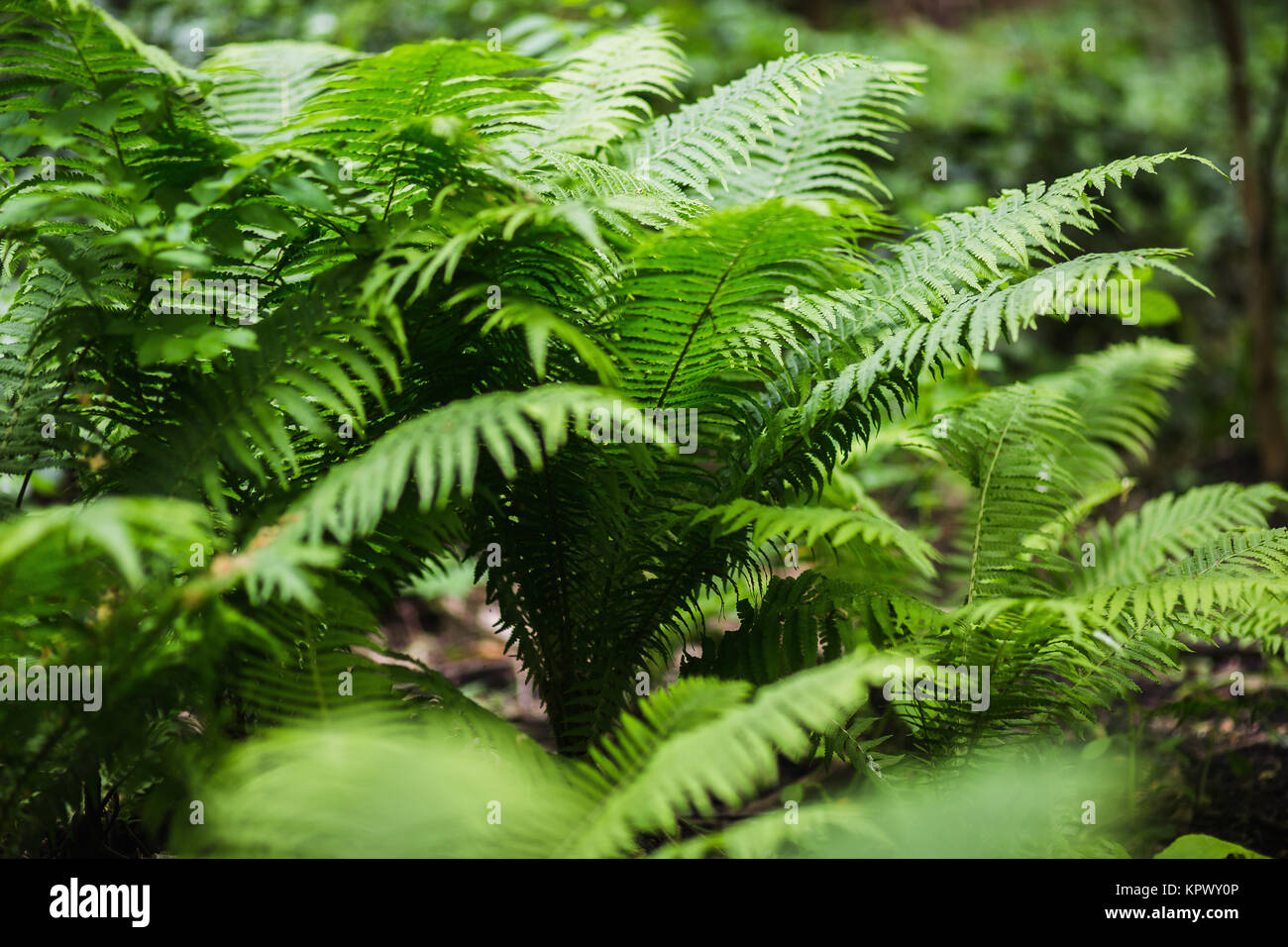 Tropical leafs Stock Photo