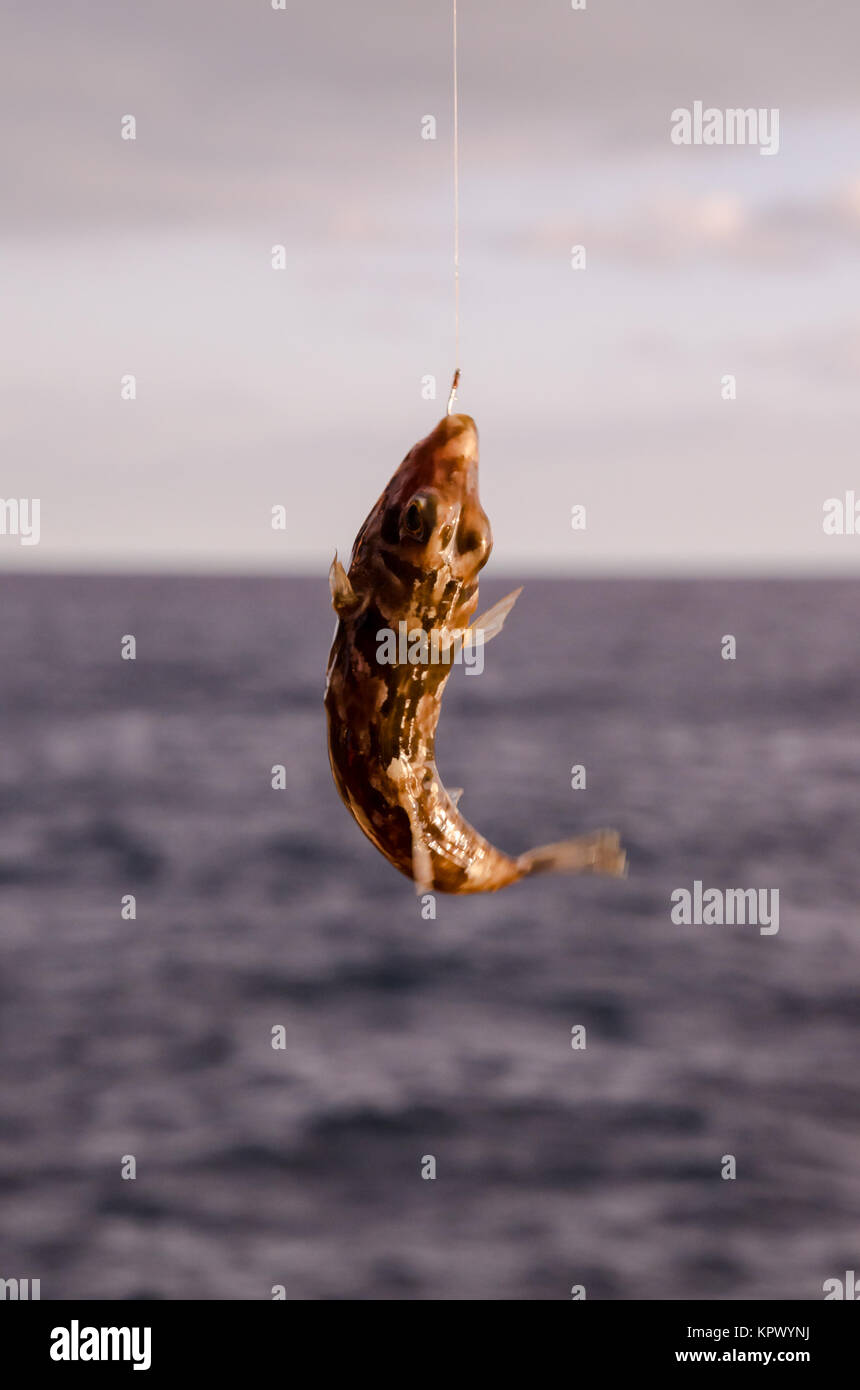 One Sea Fish Hooked over the Blue Atlantic Ocean Stock Photo - Alamy