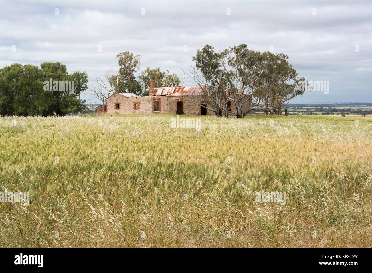 Old disused and abandoned farm house in disrepair surrounded by a crop of growing wheat. Situated in Sandergrove, South Australia. Stock Photo