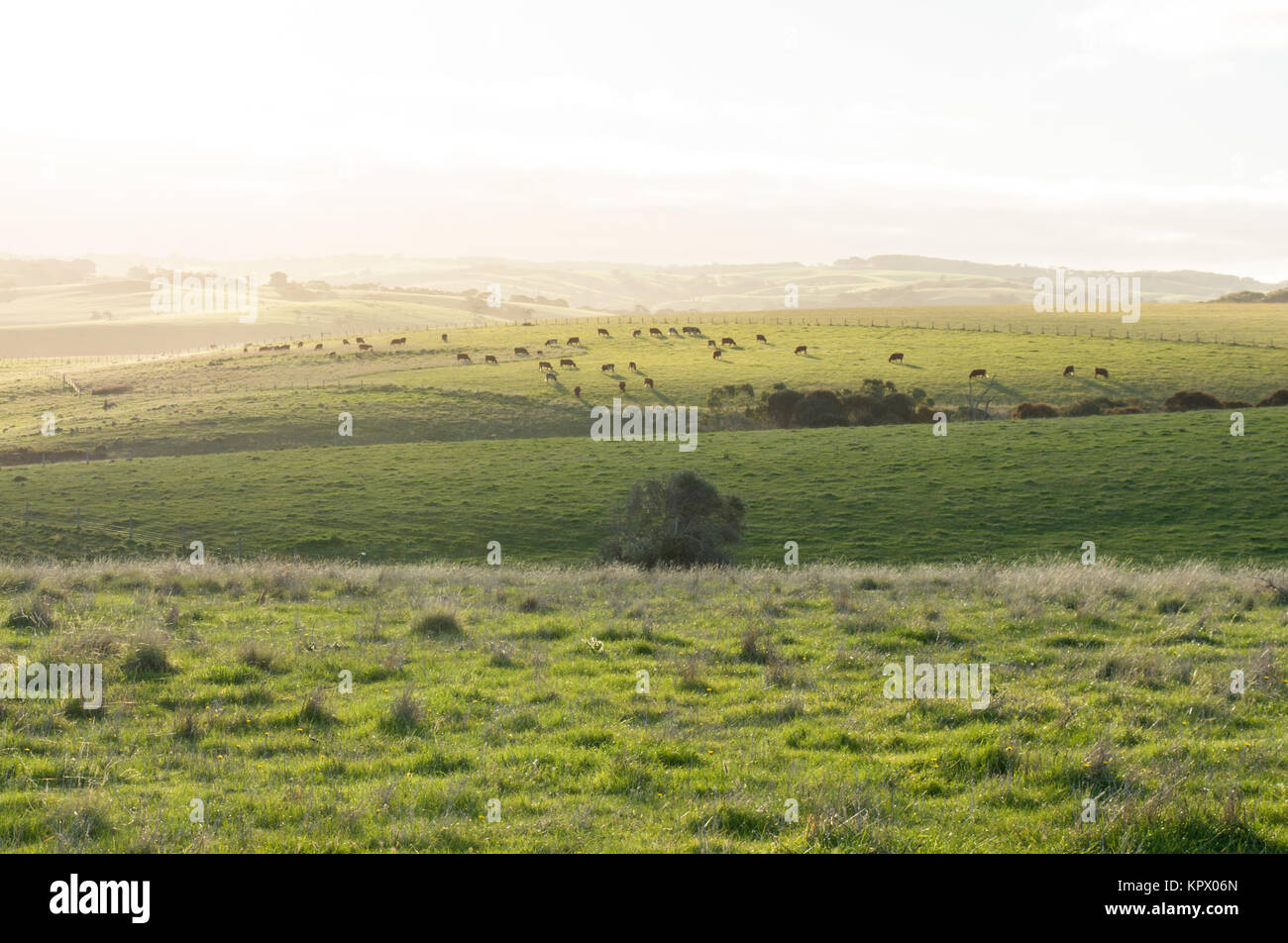 Random coastal farming land in the Fleurieu Peninsula, South Australia