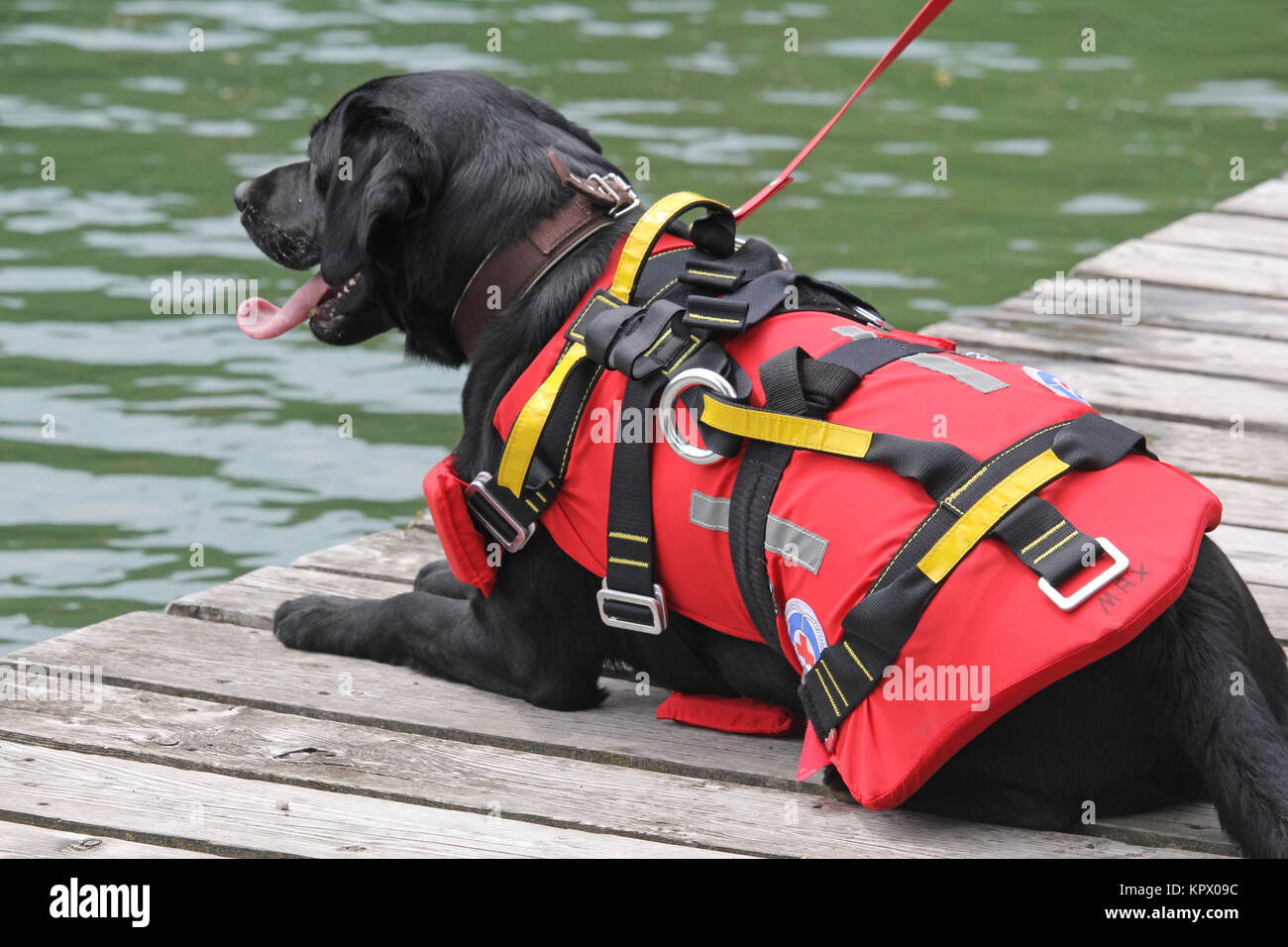 water rescue dog Stock Photo