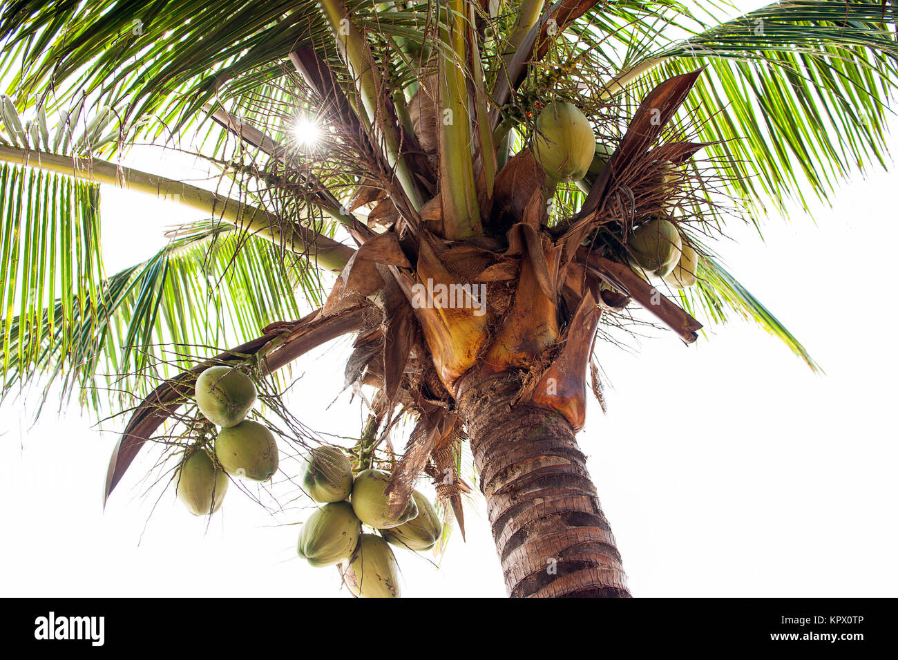 Palm Trees Perfect trees, coconuts on the palm Stock Photo