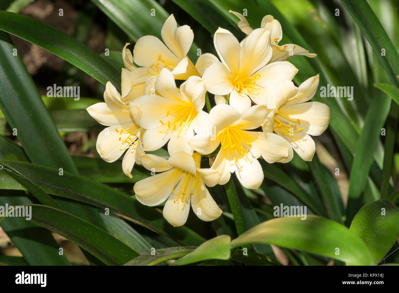 Yellow Flowering Clivia, possibly a Clivia Miniata. Growing in the garden. Stock Photo