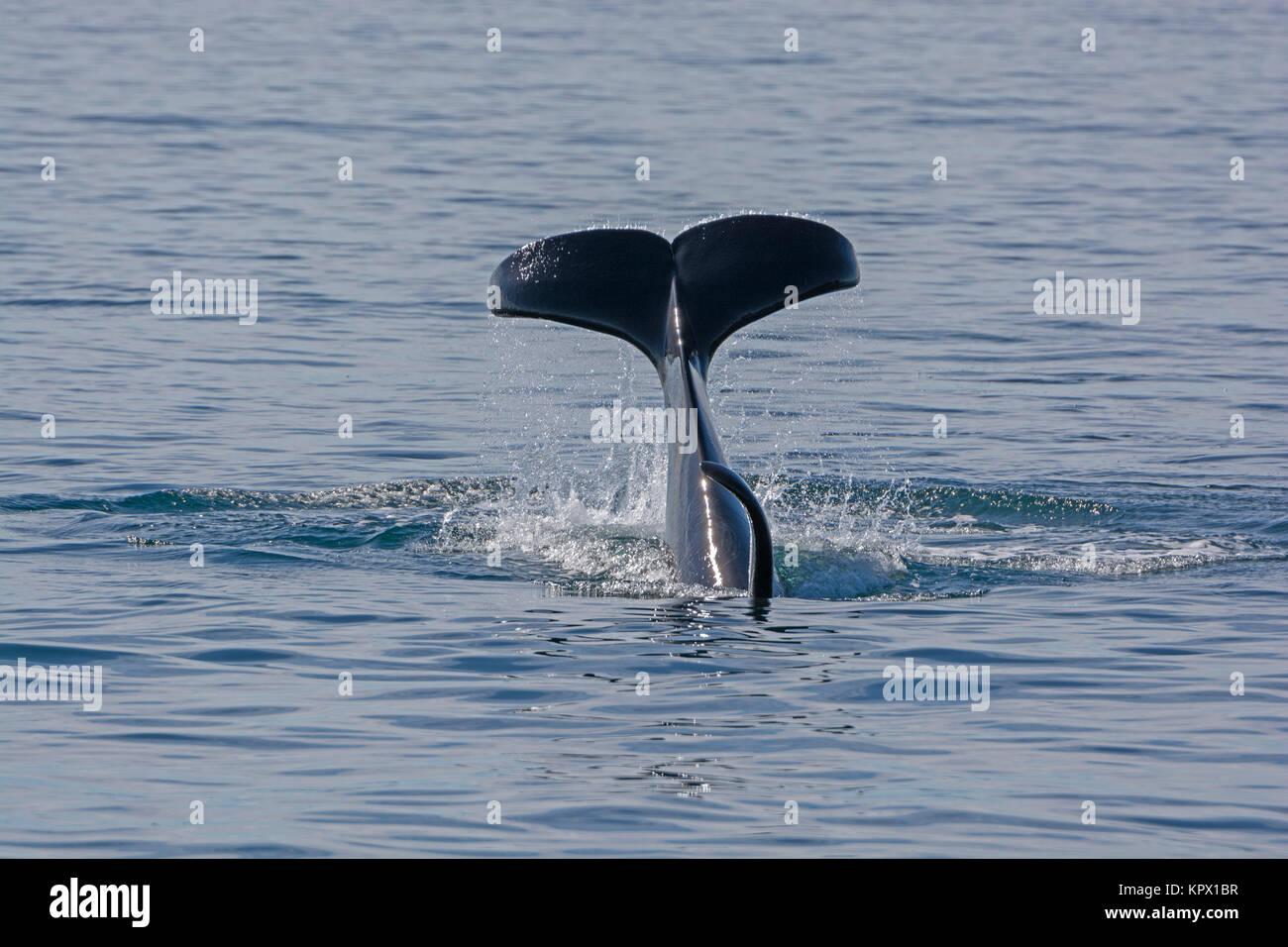Orca Flukes showing when beginning its dive Stock Photo