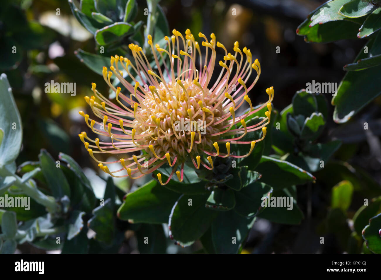 Single Leucospermum Cordifolium, Nodding Pincushion Flowers, which are native to South Africa. In it's natural setting in the garden bed. Stock Photo