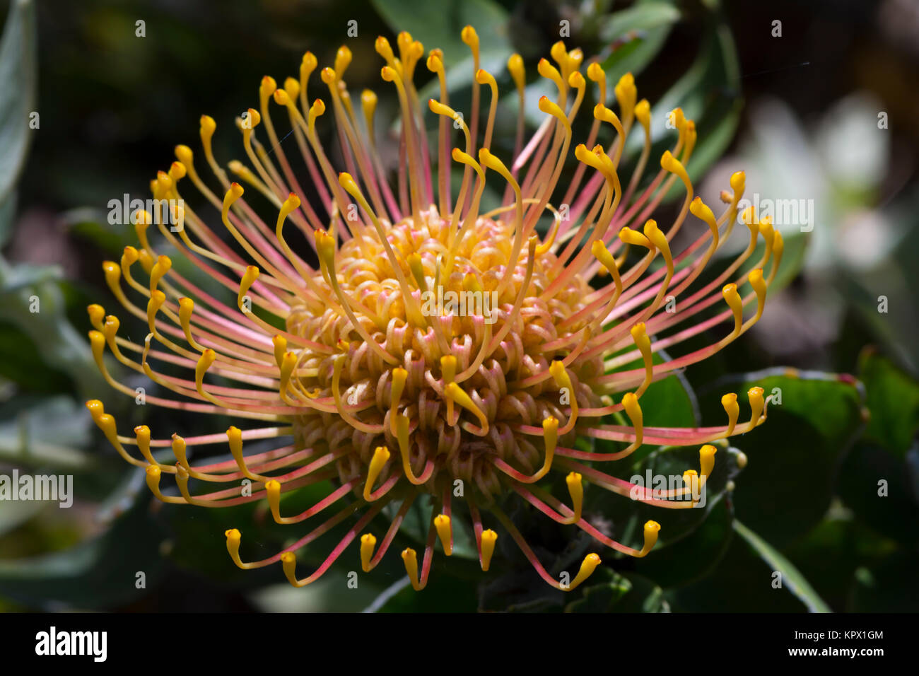 Single Leucospermum Cordifolium, Nodding Pincushion Flowers, which are native to South Africa. In it's natural setting in the garden bed. Stock Photo