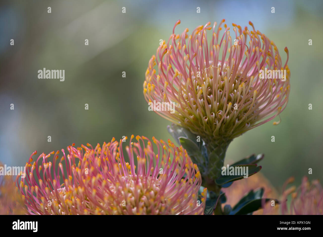 Leucospermum Cordifolium, Nodding Pincushion Flowers, which are native to South Africa. Selectively focused and in it's natural setting in the garden  Stock Photo