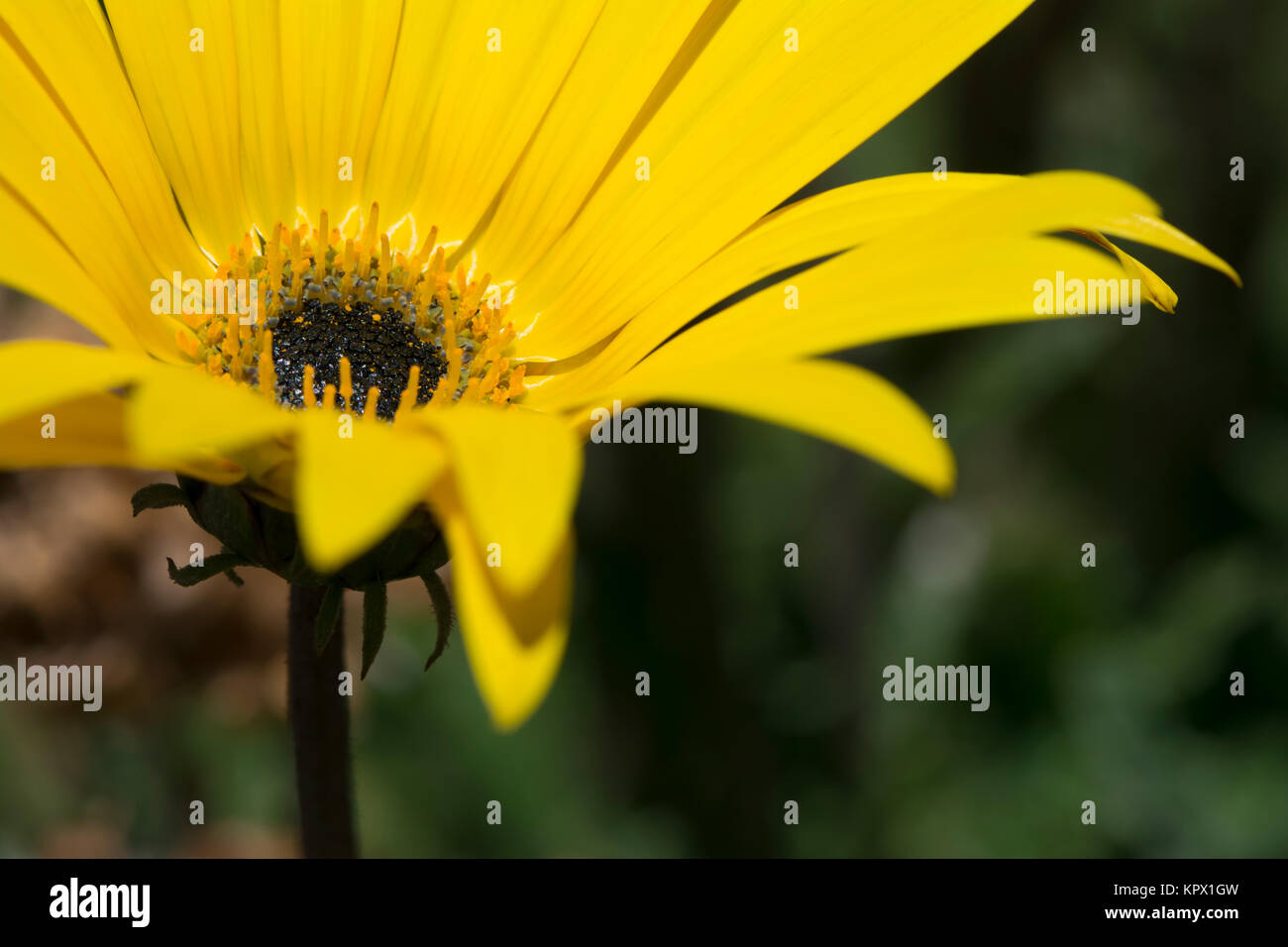 A single yellow arctotis flower head partially in view with the focus on the centre of the flower head. Stock Photo