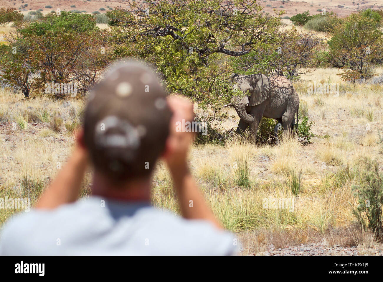 elephant sighting Stock Photo