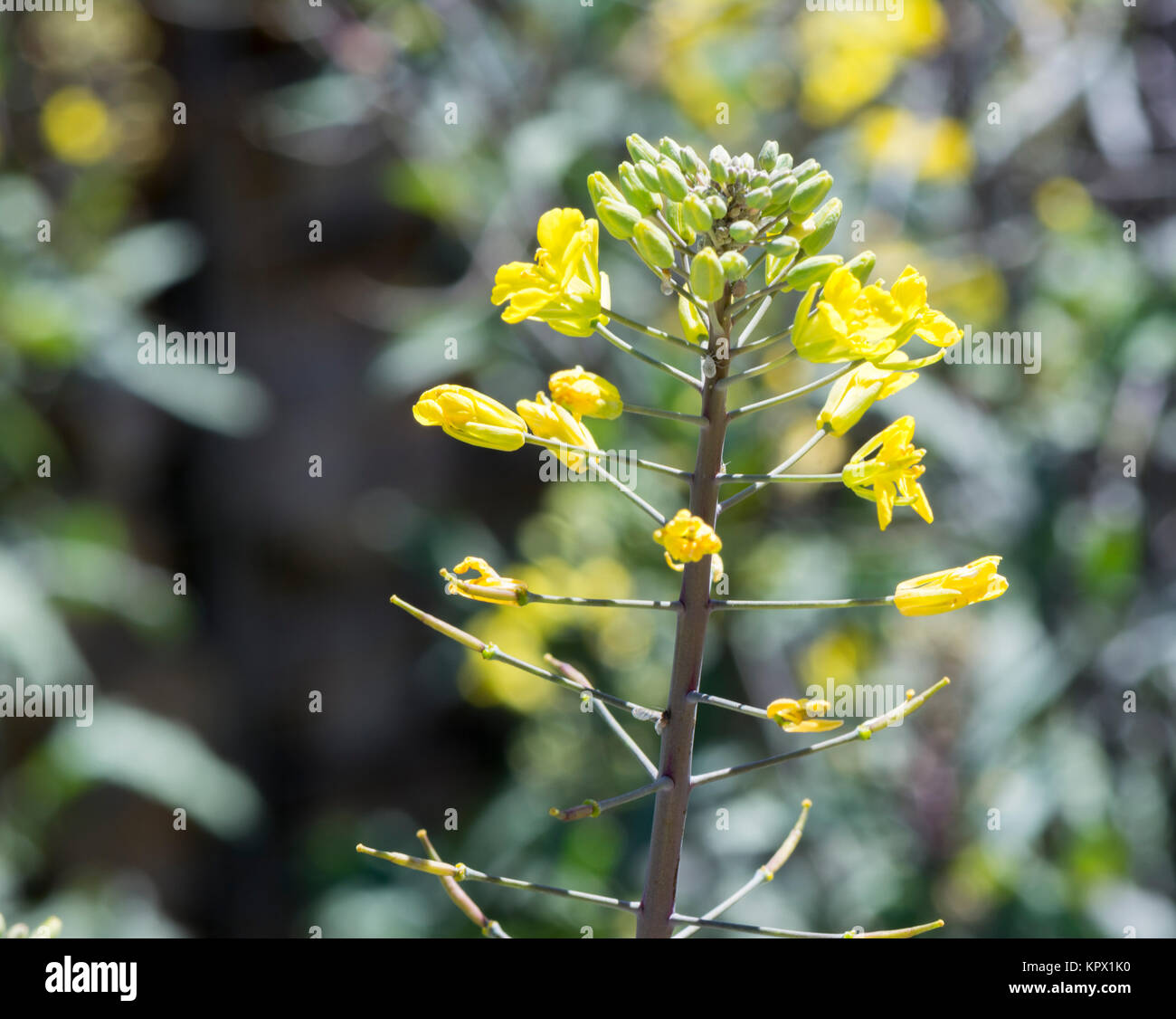Close up view of a canola plant and flowers. Stock Photo