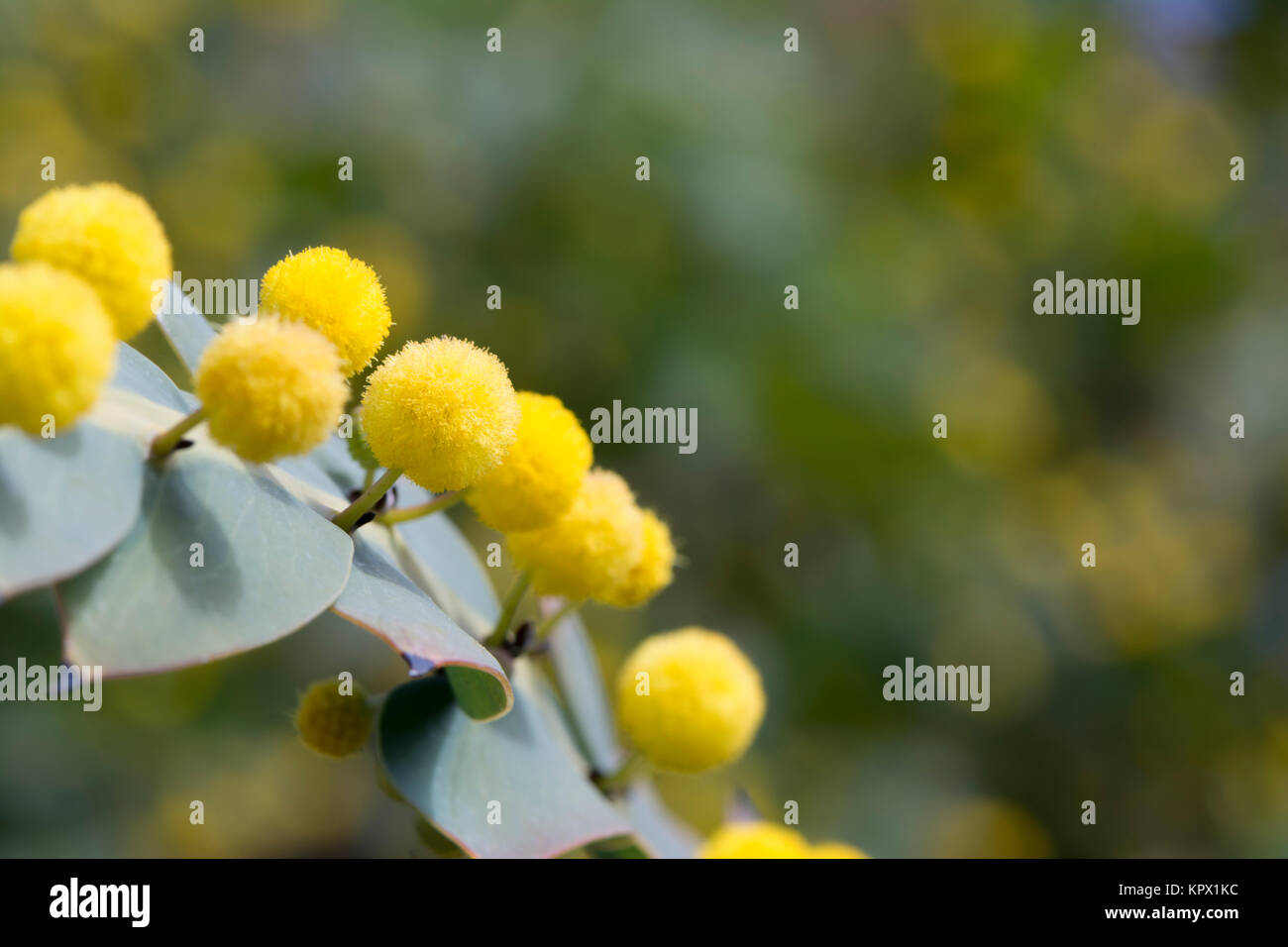Close up of the vibrant yellow balls and unusual foliage leaves of the Acacia Glaucoptera (Flat Wattle), also known as Clay Wattle. Very shallow focus Stock Photo