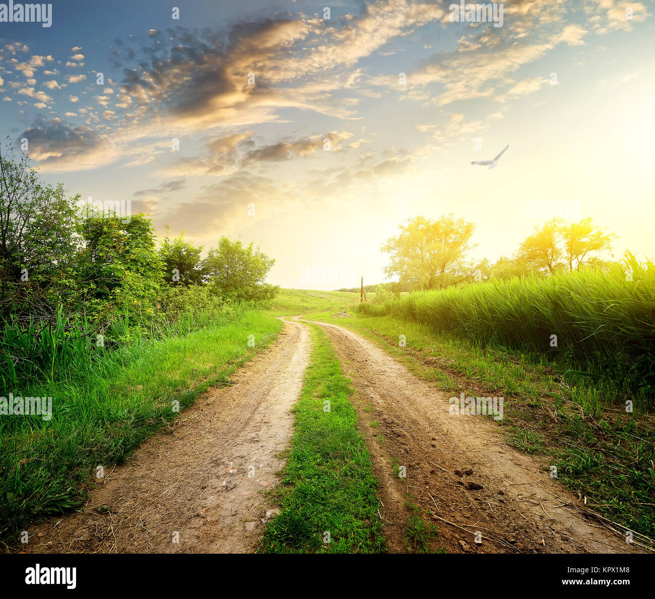 Road In Spring Tree hill spring bouncing hi-res stock photography and images - Alamy