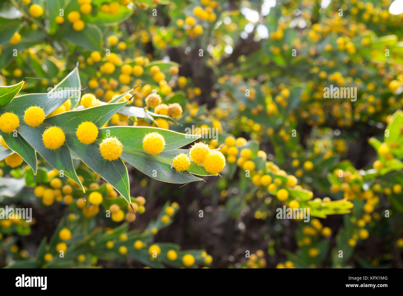 The vibrant yellow balls and unusual foliage leaves of the Acacia Glaucoptera (Flat Wattle), also known as Clay Wattle. Native to Western Australia. Stock Photo