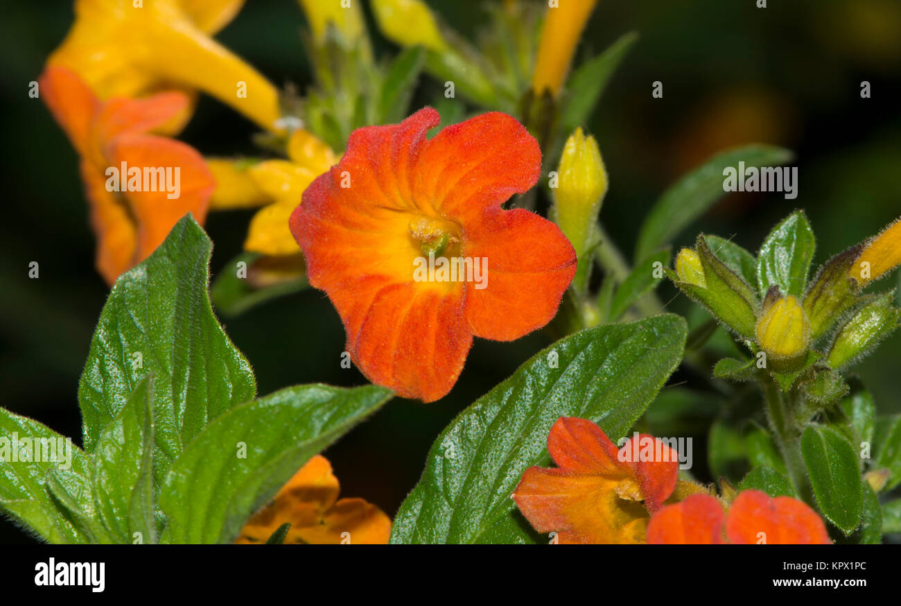 Growing Streptosolen Jamesonii flowers, also known as the marmalade