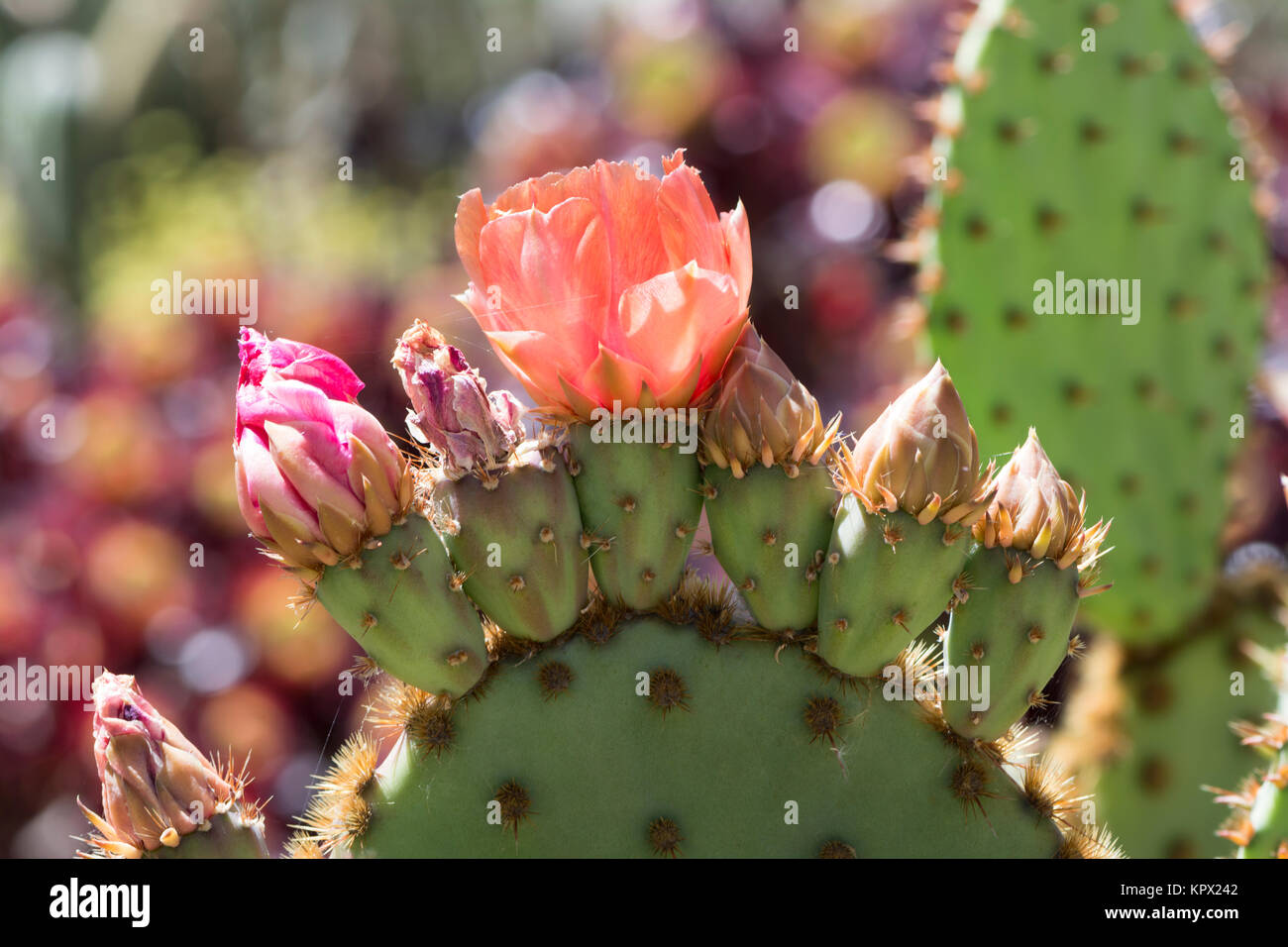 Flowering opuntia aciculata cactus, also known as Chenille pricklypear, old man's whiskers and cowboy’s red whiskers. Stock Photo