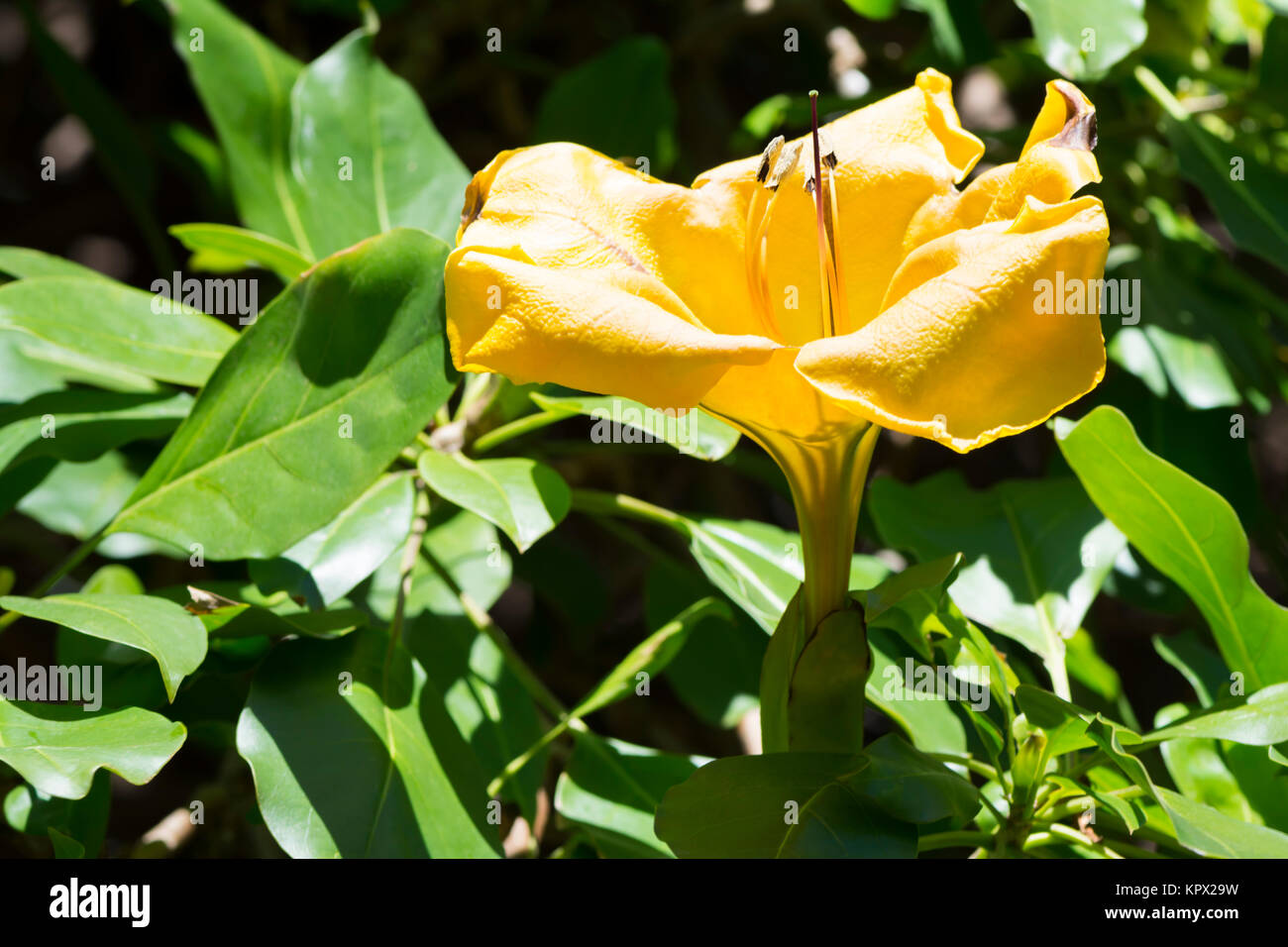 The huge flower of the Solandra Nitida Chalice Vine taken at the Adelaide Botanic Garden. Stock Photo