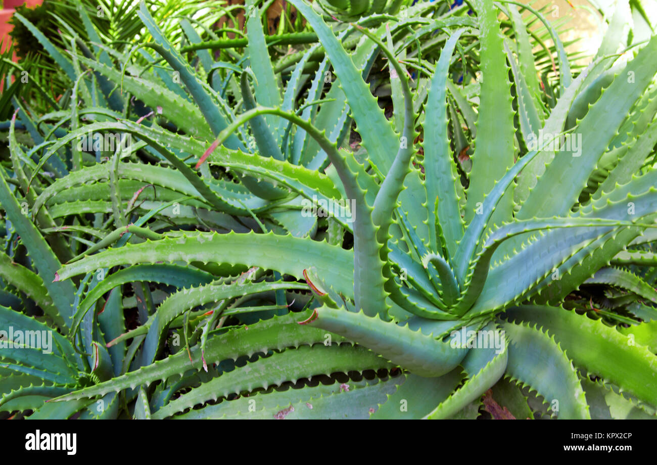 Aloe vera plants, tropical green plants tolerate hot weather Stock