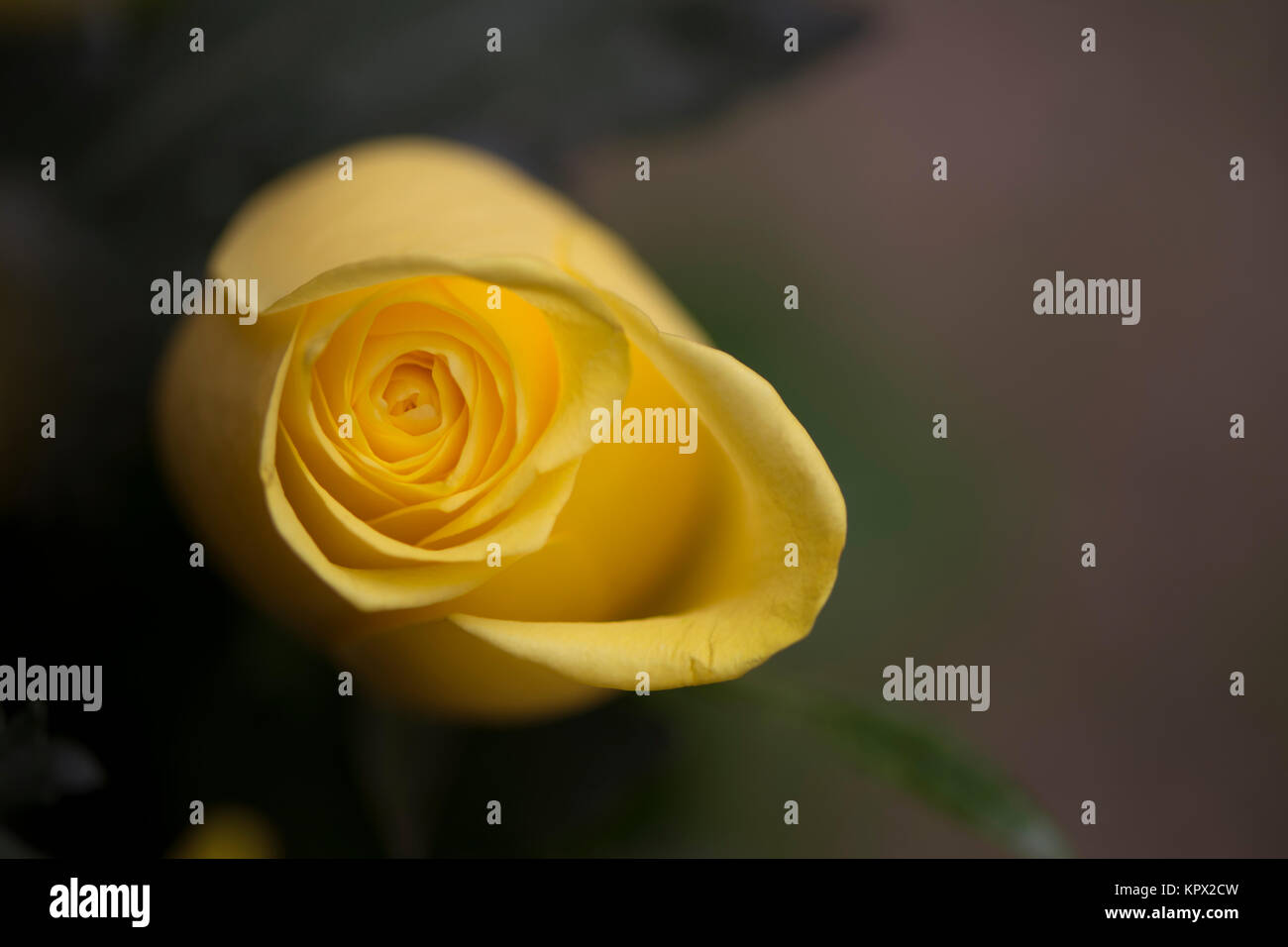 A single isolated yellow rose bud, against a mottled blurred, but natural background. Very shallow focus and depth used on the centre heart and petal  Stock Photo