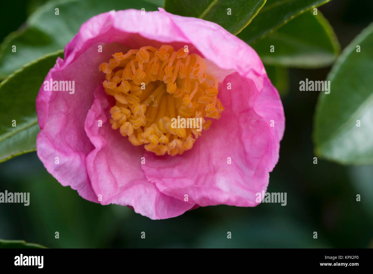 A single pink camellia with very shallow and soft focus on the centre of the flower head. Stock Photo