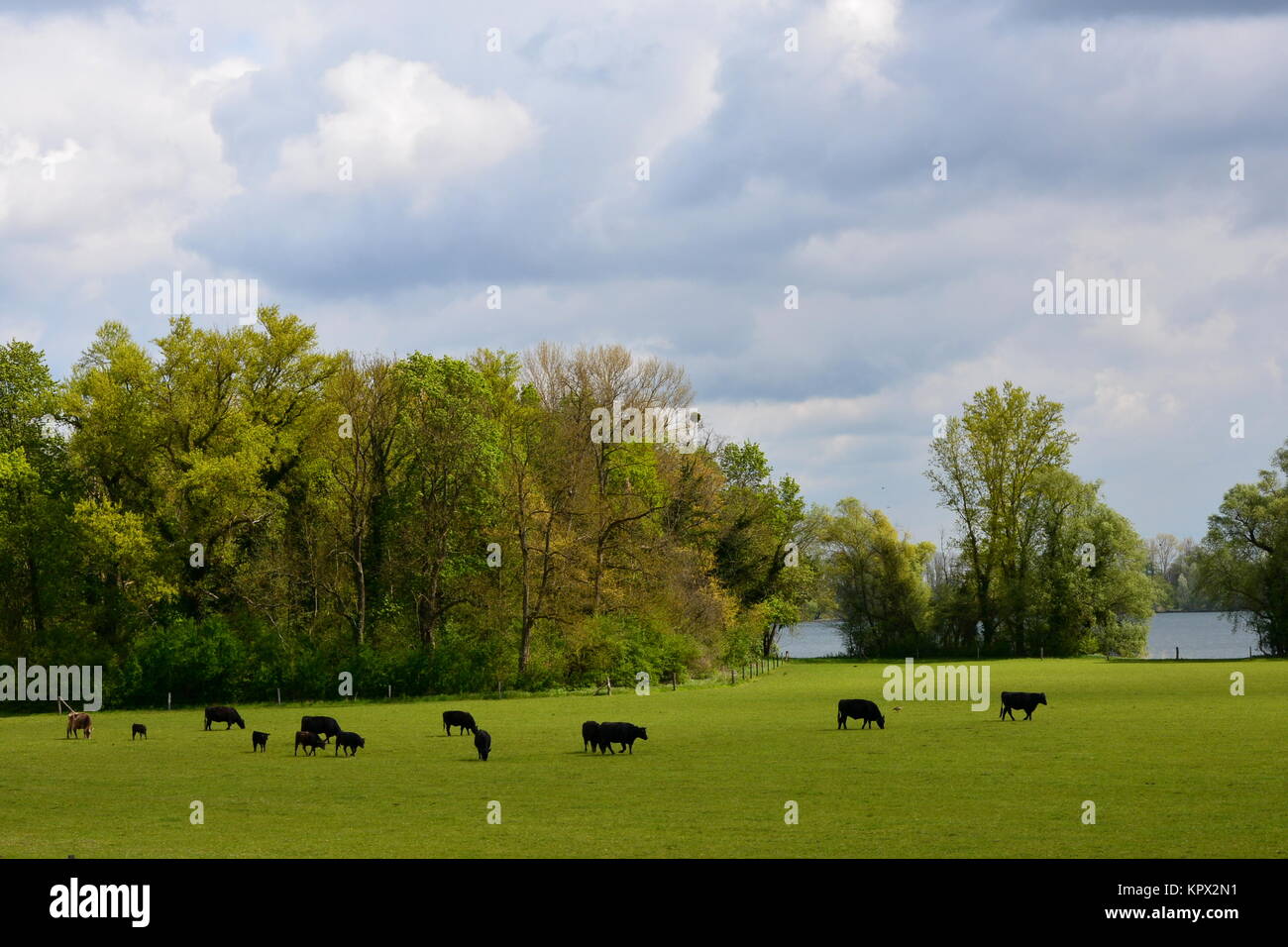 cattle grazing on hofgut maxau Stock Photo