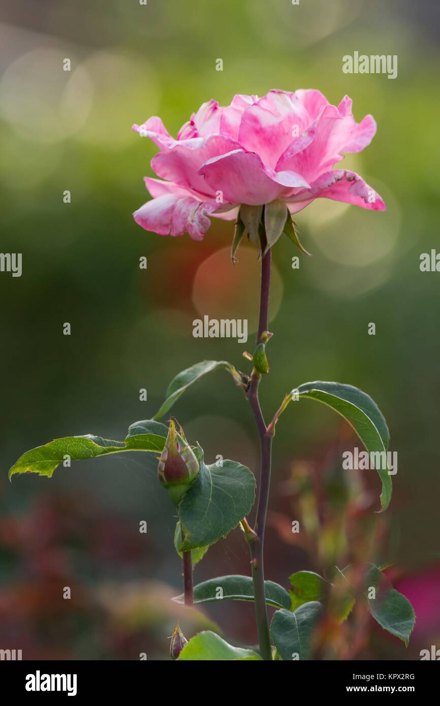 Rosiden rose hi-res stock photography and images - Alamy