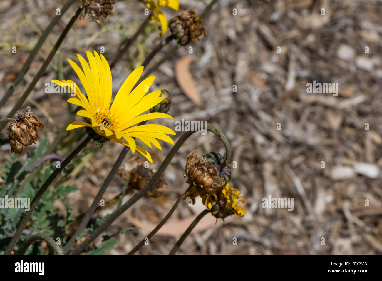 A single yellow Blooming Arctotis flower head in the garden bed with a variety of spent, old and shrivelled Arctotis flower heads Stock Photo