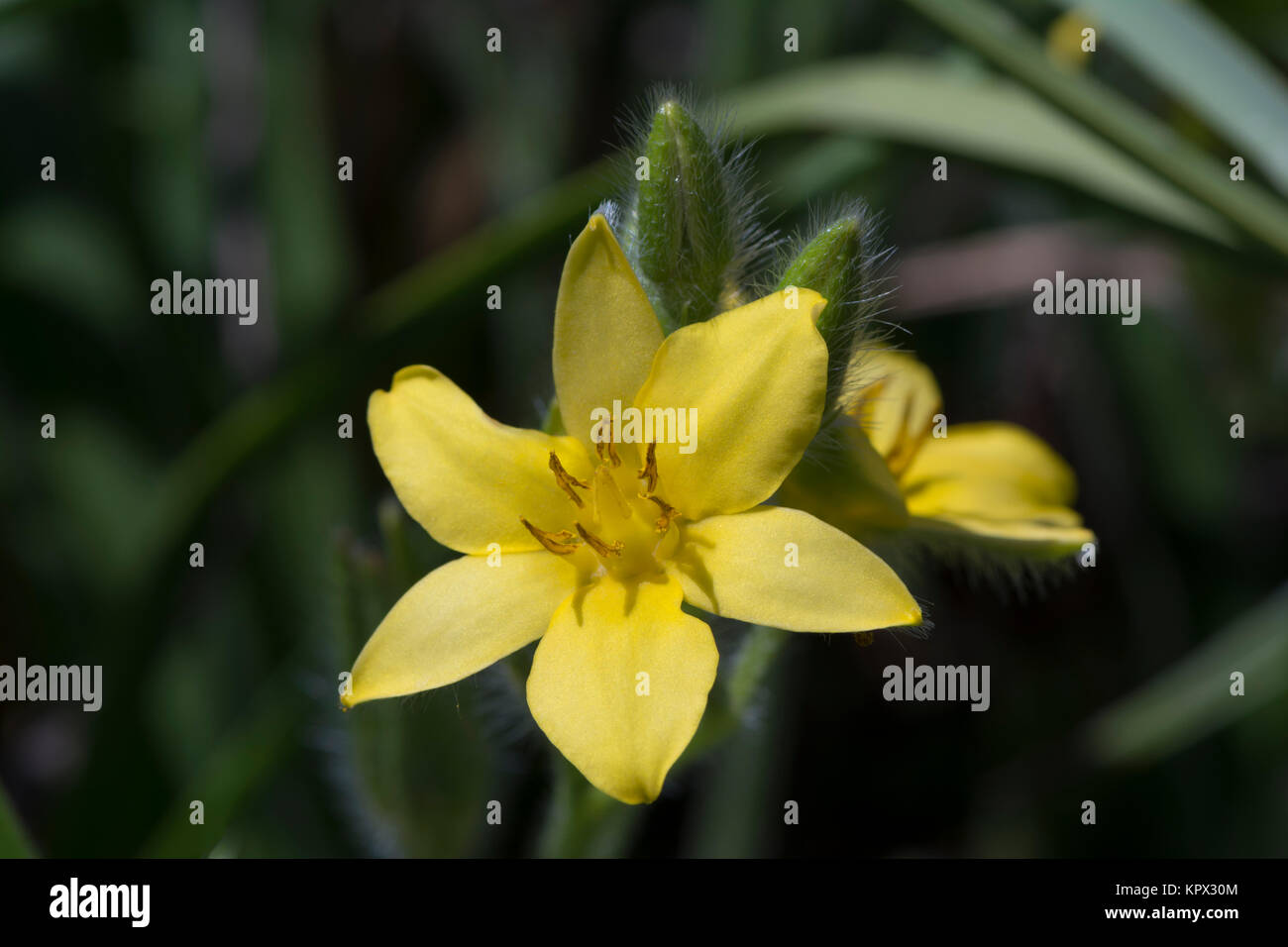 Yellow Hypoxis Lonifolia flower head in bloom with it's budding sisters and natural green folliage backround Stock Photo