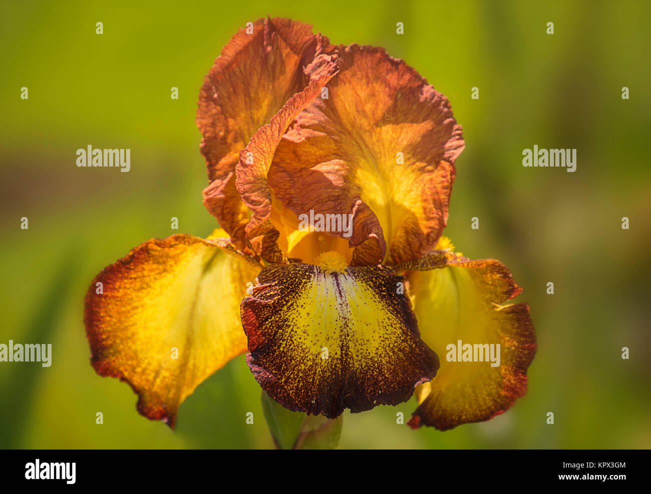 Iris germanica yellow orange Stock Photo