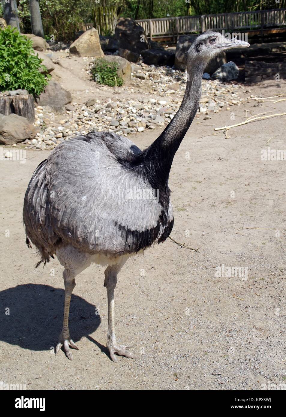 rhea Stock Photo